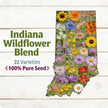 Indiana Blend, Wildflower Seed - 1 Ounce image number null